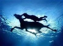 炎炎夏日，能带上马匹去游个泳吗？