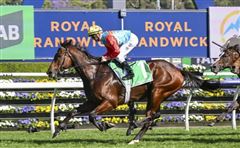 “嘉应高升”状态达巅峰，确认出战马会短途锦标