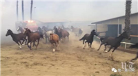 特大火灾！已有46匹赛驹丧生，练马师为救爱驹重度烧伤
