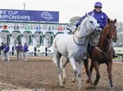 “小村白马”马主向赛马公司索赔近7000万！