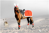 圣诞节这样装扮你的马儿，吸睛力十足
