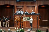 “航线”子嗣卖了7158.5万，成交价创历史新高！