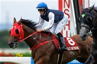 “举步生风”出征日本受挫,或提前返港!
