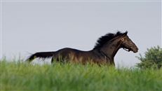 “金枪六十” 父系“金奖章”离世！