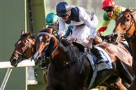 “白鹭金刚”新马季首战告捷勇夺庆典杯!
